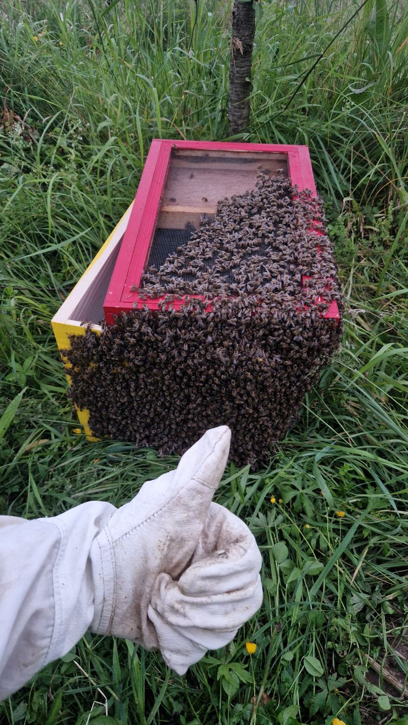Roj pčela uhvaćen u kutiju