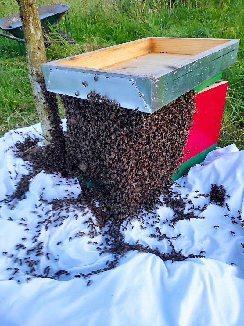 Roj pčela na kutiji za hvatanje roja